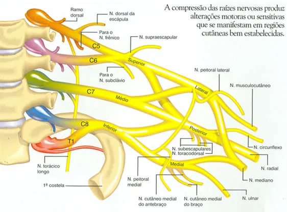Diagrama de nervos irradiados no braço - Fonte: NETTER, Frank H.. Atlas de Anatomia Humana. 2ed. Porto Alegre: Artmed, 2000.